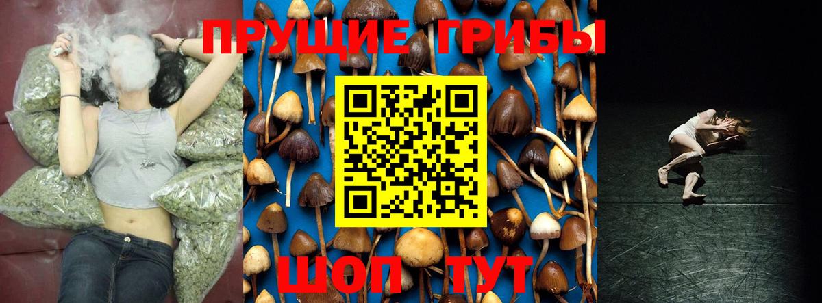 Галлюциногенные грибы Psilocybine cubensis Ленинск-Кузнецкий